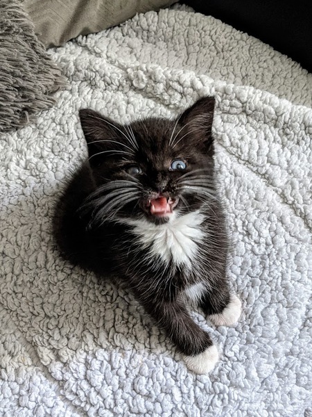 How much attention does your cat need a day?