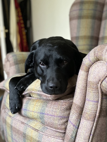 Happy black dog day!