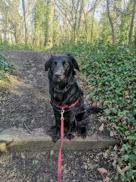 Happy black dog day!
