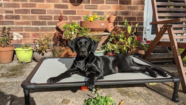 Puppy survival thread. Cold nights in the garden ... yeah...no
