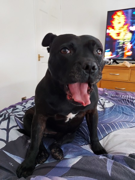 Happy black dog day!