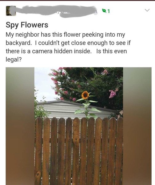 To have a massive fear of sunflower plants...?