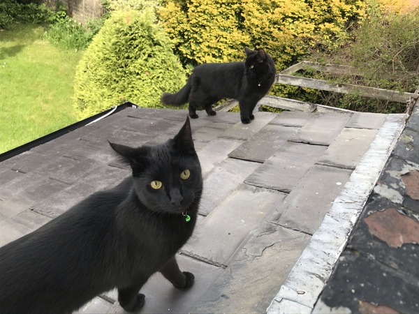 Do your black cats wear collars?