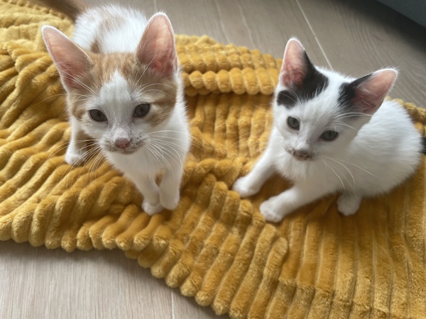Male kittens - a bit whiffy?