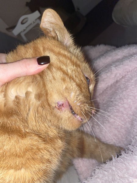 Hole in cats face