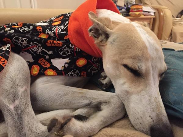 Greyhound menu ideas please