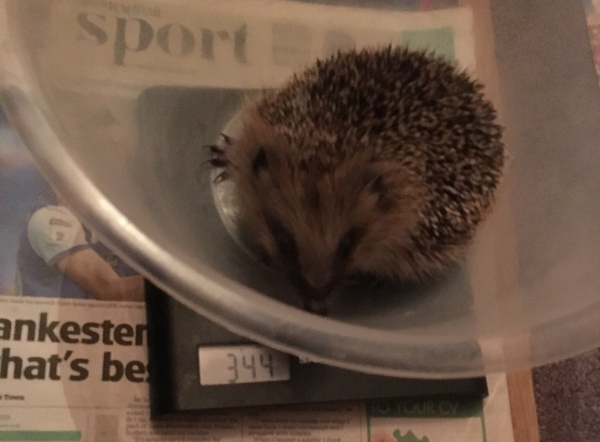 How do you catch a hedgehog?