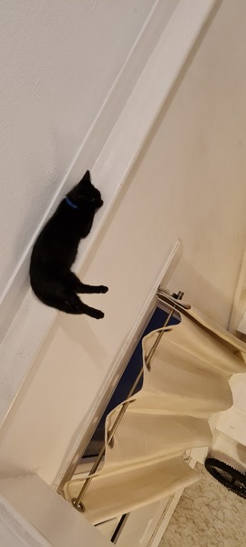 Show me your black cats!