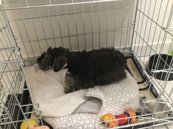 Dpup refusing to going in his crate at night