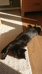 Lucky black cat appreciation thread