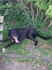 Happy black dog day!