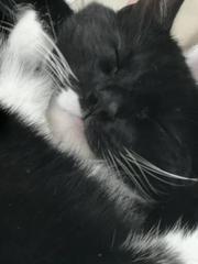 Lucky black cat appreciation thread