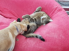 Thug cat part 4.  After all, it's not my Axminster.