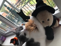What's your DCat up to today? (Thread 9)