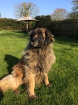 Who fancies a lovely thread filled with dogs?