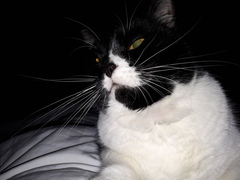 Help!  I'm trapped under a cat