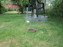 How do you catch a hedgehog?