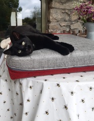 Stray Little Black Cat