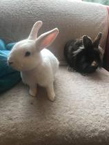 Inspired by the dog thread would anyone like to talk rabbits?