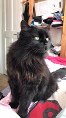 Lucky black cat appreciation thread