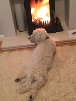 Who fancies a lovely thread filled with dogs?