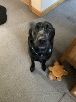 Happy black dog day!