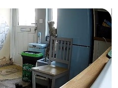 Cat going in my fridge