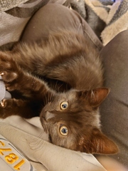 Lucky black cat appreciation thread