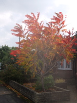 Is this flame-leaved tree a Mountain Ash?