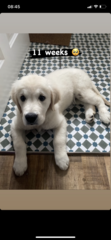 Puppy survival thread. Cold nights in the garden ... yeah...no
