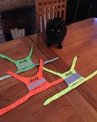 Do your black cats wear collars?