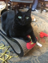Lucky black cat appreciation thread