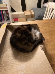 Ridiculous things you do for or because of your cat?