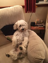 Who fancies a lovely thread filled with dogs?