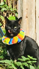 Show me your black cats!