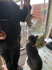 Chez Ollie - "Give me your tired, your paw, your purring masses..." - All welcome