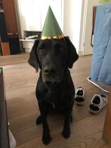 Happy black dog day!