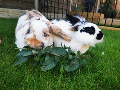 Inspired by the dog thread would anyone like to talk rabbits?