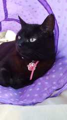 Show me your black cats!