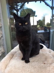 Lucky black cat appreciation thread