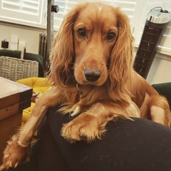 Are there really lots of lockdown puppies for rehoming?