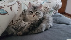 What have you done to annoy your cat today?