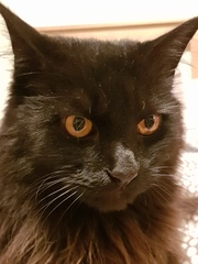 Lucky black cat appreciation thread