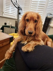 Are there really lots of lockdown puppies for rehoming?