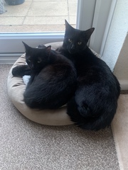 Show me your black cats!
