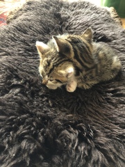 Name my kitten! Photo included :-)