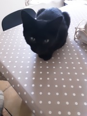 Stray Little Black Cat