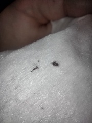 What is this bug?