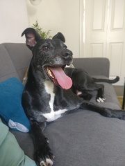 Anyone else won the dog lottery with their dog?
