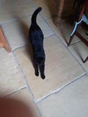 Lucky black cat appreciation thread